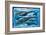 Whales and Dolphins for Kids-null-Framed Art Print