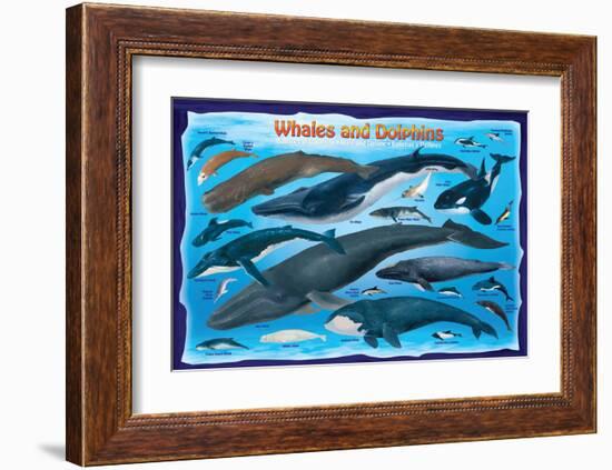 Whales and Dolphins for Kids-null-Framed Art Print