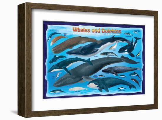 Whales and Dolphins for Kids-null-Framed Art Print