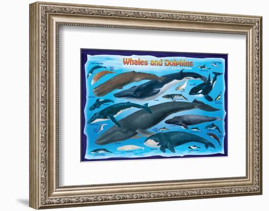 Whales and Dolphins for Kids-null-Framed Art Print