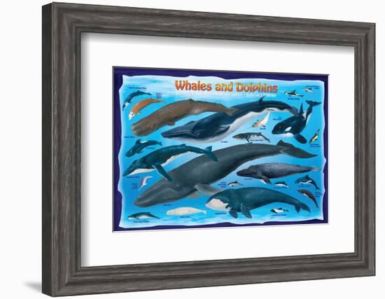 Whales and Dolphins for Kids-null-Framed Art Print