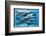 Whales and Dolphins for Kids-null-Framed Art Print