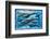 Whales and Dolphins for Kids-null-Framed Art Print