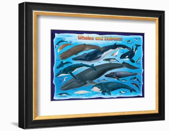 Whales and Dolphins for Kids-null-Framed Art Print