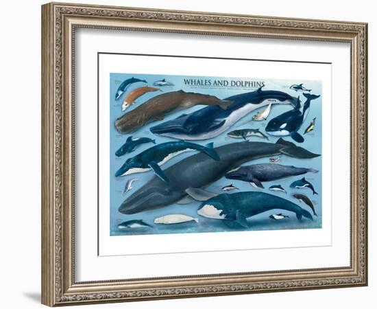 Whales and Dolphins-null-Framed Art Print