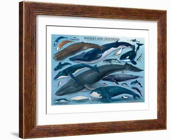 Whales and Dolphins-null-Framed Art Print