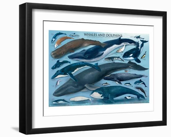 Whales and Dolphins-null-Framed Art Print