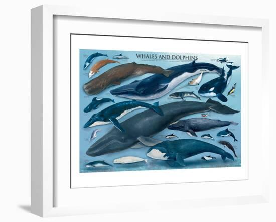 Whales and Dolphins-null-Framed Art Print