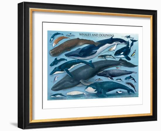 Whales and Dolphins-null-Framed Art Print