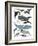 Whales in Hats-Hanna Melin-Framed Giclee Print