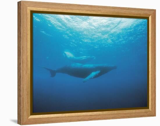 Whales Swimming in Sea-null-Framed Premier Image Canvas
