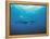 Whales Swimming in Sea-null-Framed Premier Image Canvas