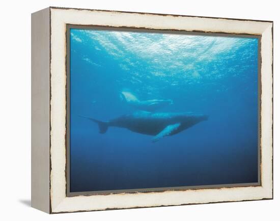 Whales Swimming in Sea-null-Framed Premier Image Canvas