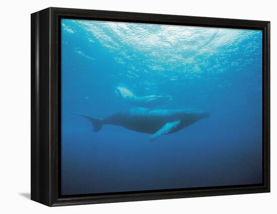 Whales Swimming in Sea-null-Framed Premier Image Canvas