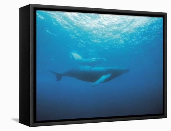 Whales Swimming in Sea-null-Framed Premier Image Canvas