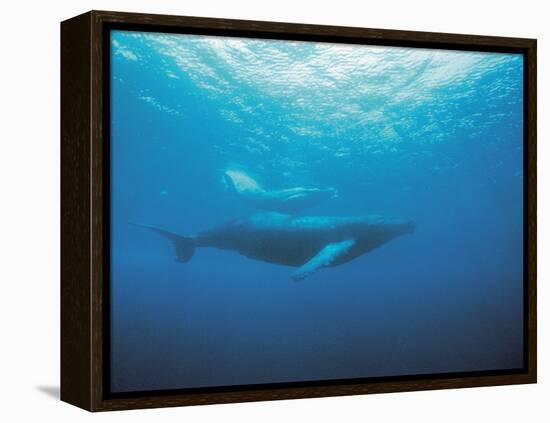 Whales Swimming in Sea-null-Framed Premier Image Canvas