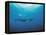 Whales Swimming in Sea-null-Framed Premier Image Canvas