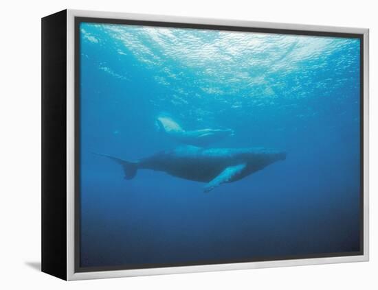 Whales Swimming in Sea-null-Framed Premier Image Canvas