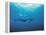 Whales Swimming in Sea-null-Framed Premier Image Canvas