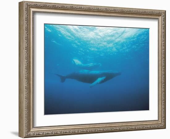 Whales Swimming in Sea-null-Framed Photographic Print