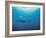 Whales Swimming in Sea-null-Framed Photographic Print