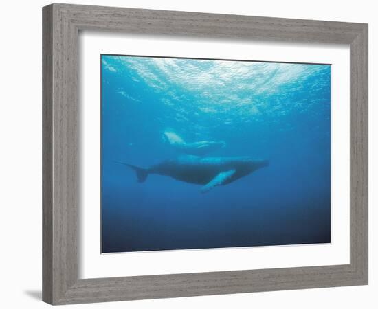 Whales Swimming in Sea-null-Framed Photographic Print