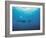 Whales Swimming in Sea-null-Framed Photographic Print