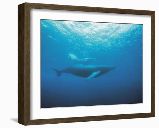 Whales Swimming in Sea-null-Framed Photographic Print