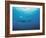 Whales Swimming in Sea-null-Framed Photographic Print