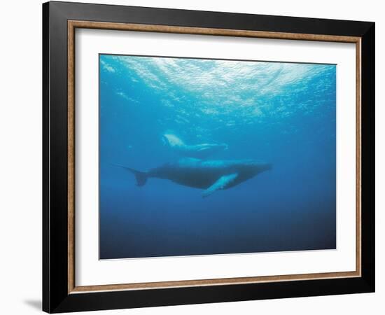 Whales Swimming in Sea-null-Framed Photographic Print