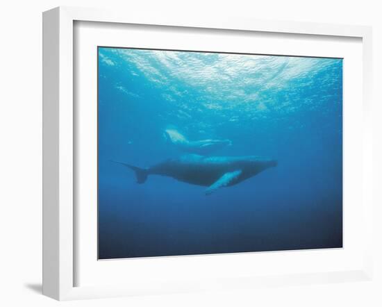 Whales Swimming in Sea-null-Framed Photographic Print