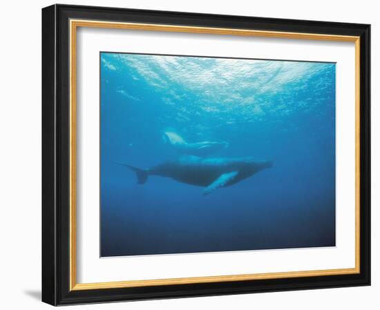 Whales Swimming in Sea-null-Framed Photographic Print