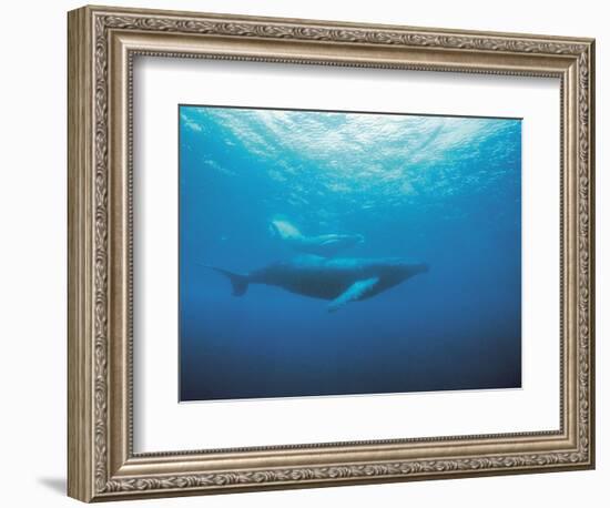 Whales Swimming in Sea-null-Framed Photographic Print