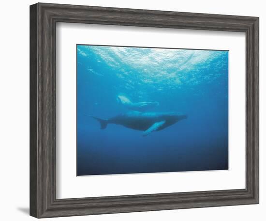 Whales Swimming in Sea-null-Framed Photographic Print