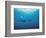 Whales Swimming in Sea-null-Framed Photographic Print