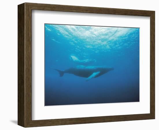 Whales Swimming in Sea-null-Framed Photographic Print