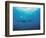 Whales Swimming in Sea-null-Framed Photographic Print