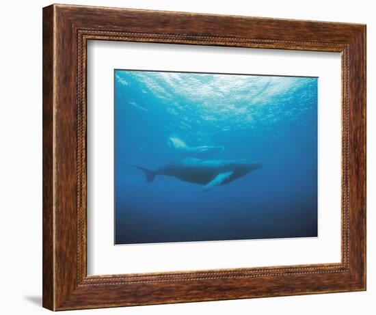 Whales Swimming in Sea-null-Framed Photographic Print