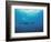 Whales Swimming in Sea-null-Framed Photographic Print