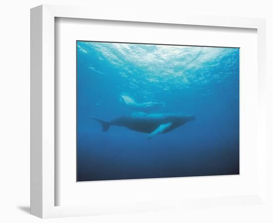 Whales Swimming in Sea-null-Framed Photographic Print