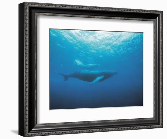 Whales Swimming in Sea-null-Framed Photographic Print