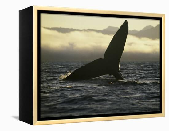 Whales Tale-Art Wolfe-Framed Premier Image Canvas