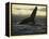 Whales Tale-Art Wolfe-Framed Premier Image Canvas