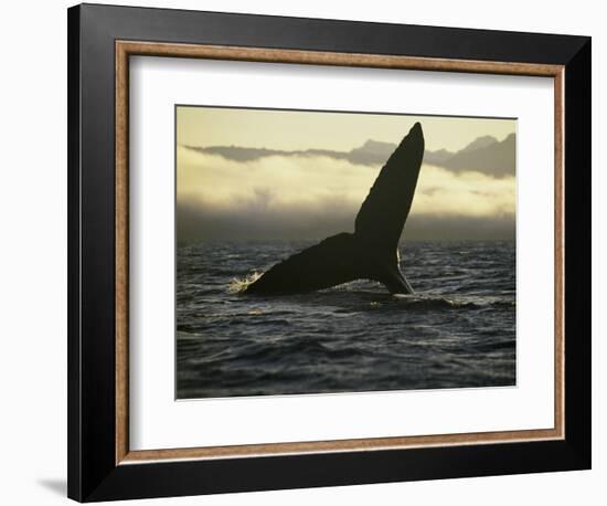 Whales Tale-Art Wolfe-Framed Photographic Print