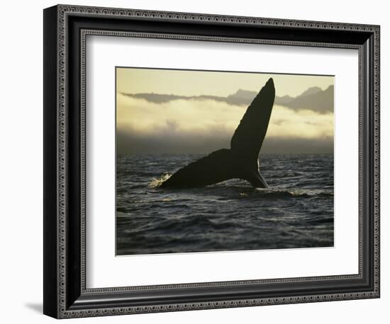 Whales Tale-Art Wolfe-Framed Photographic Print