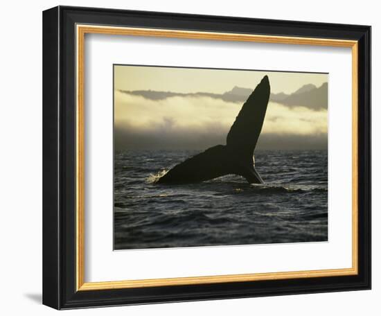 Whales Tale-Art Wolfe-Framed Photographic Print