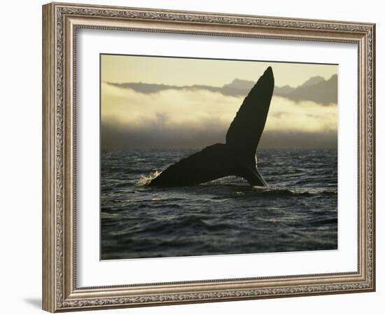 Whales Tale-Art Wolfe-Framed Photographic Print