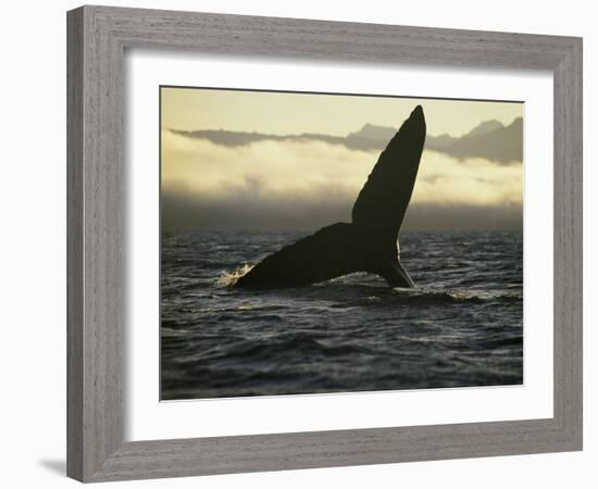 Whales Tale-Art Wolfe-Framed Photographic Print