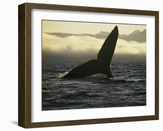 Whales Tale-Art Wolfe-Framed Photographic Print