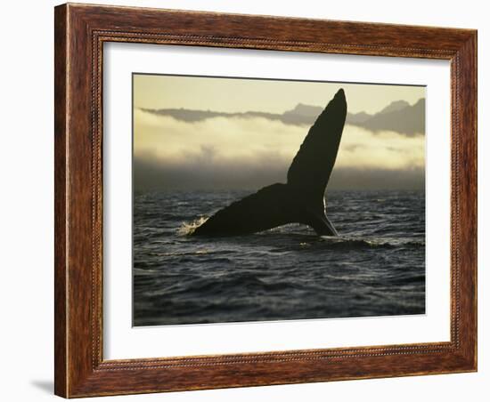 Whales Tale-Art Wolfe-Framed Photographic Print